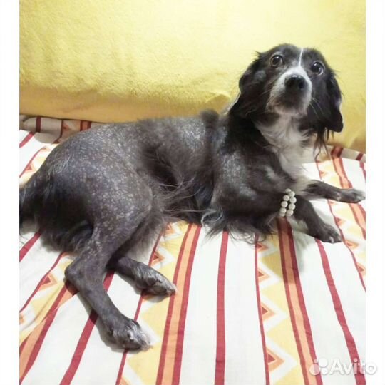 Собака стерильная привитая