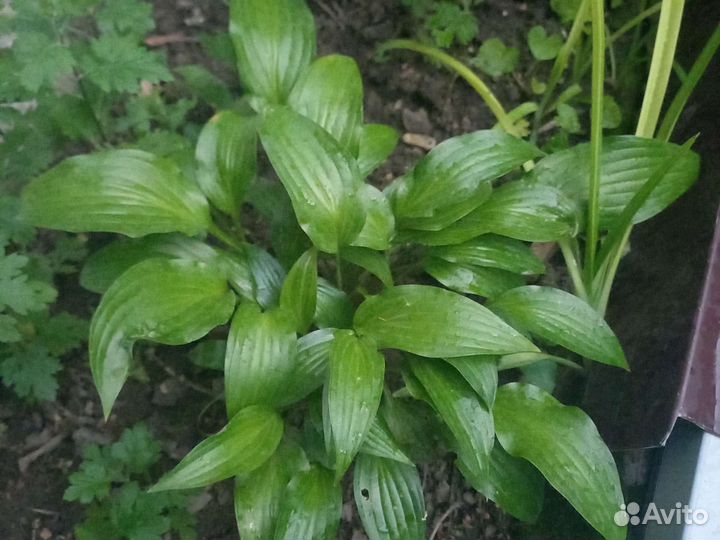 Многолетники садовые