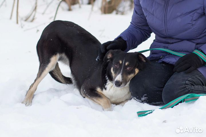 Собака Марта в добрые руки