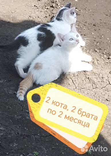 Котята