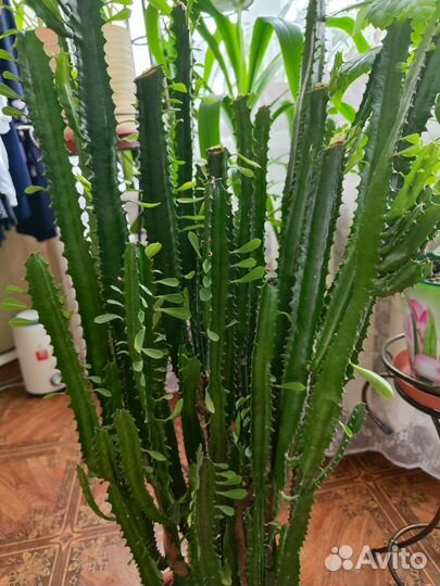 Молочай трехгранный, Домашние цветы