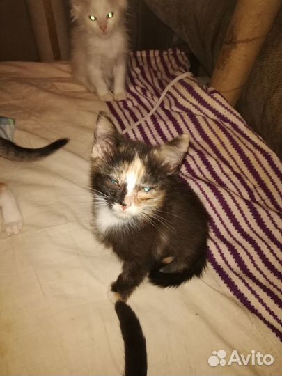 Ангорские котята, 6 мес