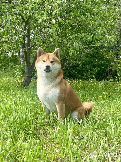 Вязка сиба ину