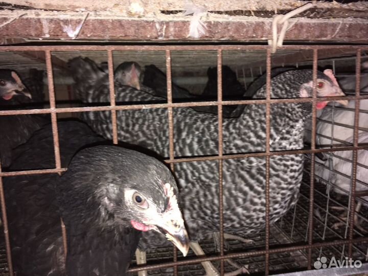 Куры молодки