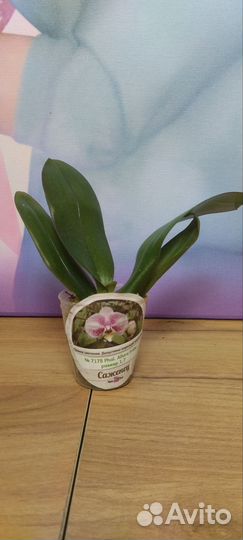 Орхидеи Азия