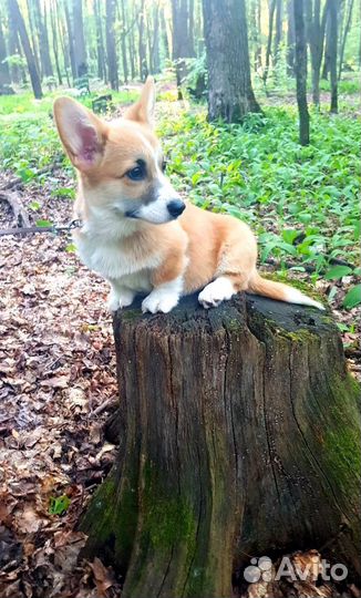 Щенки корги