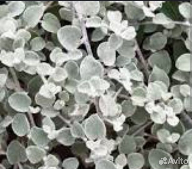 Гелихризум ампельный