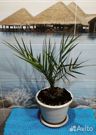 Финиковая пальма