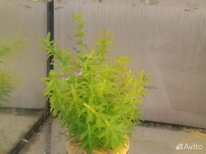 Аквариум и рыбки