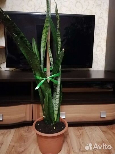 Сансевиерия (щучий хвост)