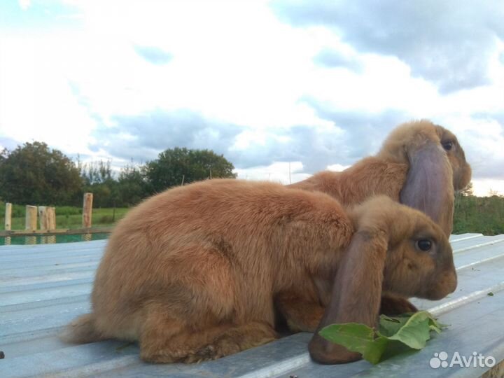 Кролики на племя нзк, Французский баран