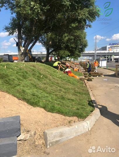 Рулонный газон с укладкой