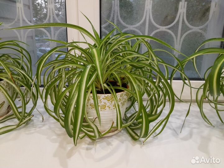 Хлорофитум