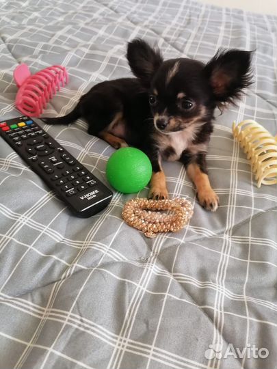 Чихуахуа мини