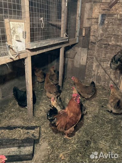 Петя Кучинский