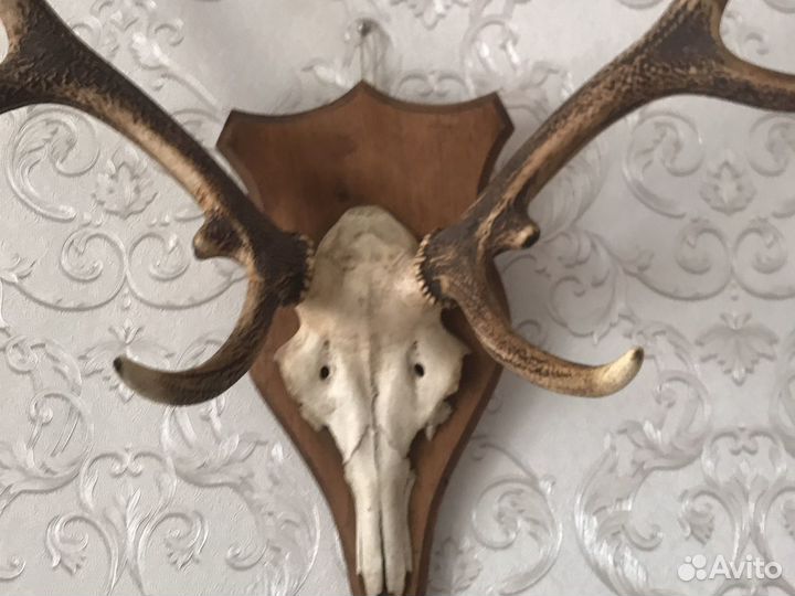 Рога оленя европейского лобные