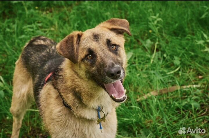 Собака в добрые руки отдам бесплатно