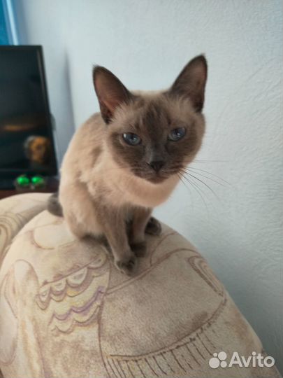 Отдадим сиамскую кошечку в добрые руки