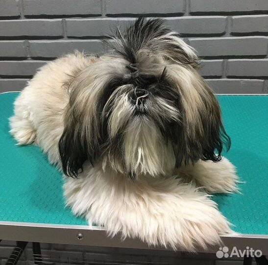 Стрижка домашних животных - кошек и собак