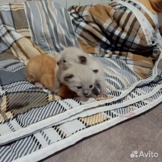 Котята в добрые руки