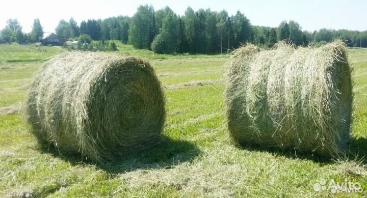 Сено в рулонах