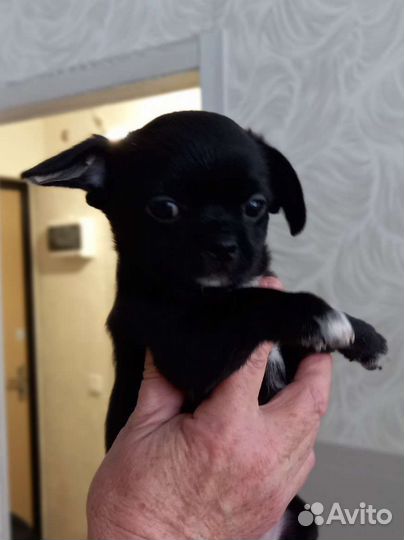 Щенки чихуахуа