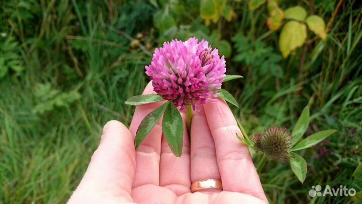 Семена красного клевера