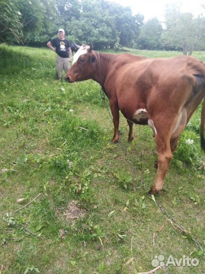 Корова высокоудойная