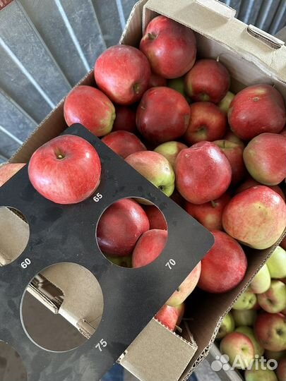 Яблоко урожай 2023