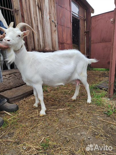 Козы дойные