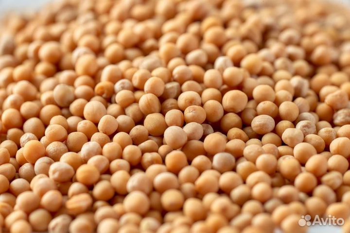 Горчица сидерат