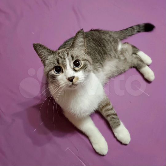 Комната 14 м² в 2-к., 4/5 эт.