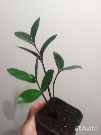 Замиокулькасы