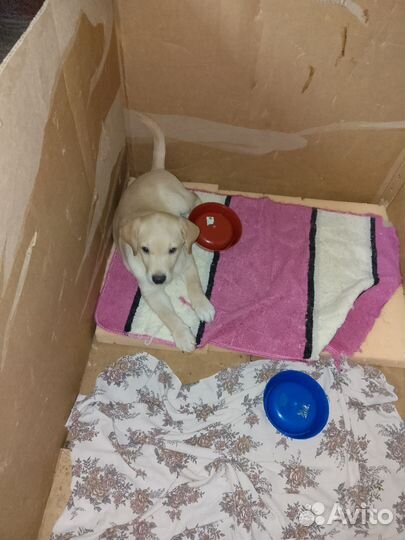 Щенок лабрадора