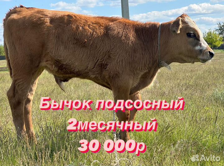 Коровы быки бараны И козы