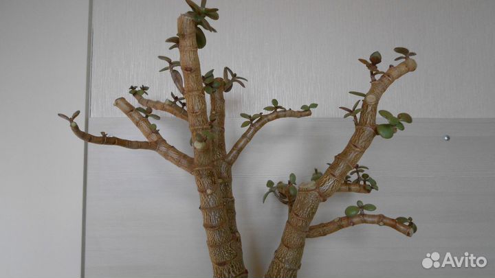 Крассула толстянка