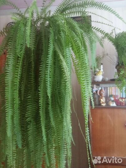 Папоротник большой комнатный