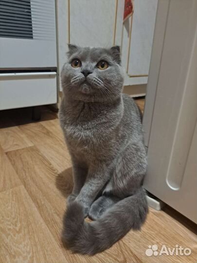 Шотландская вислоухая