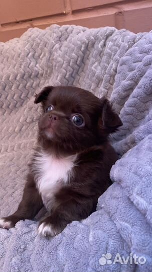 Шикарные детки чихуахуа