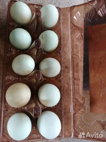 Яйцо инкубационное