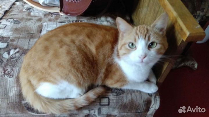 Кошка стерилизованная в добрые руки