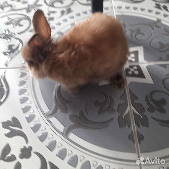 Львиноголовый кролик