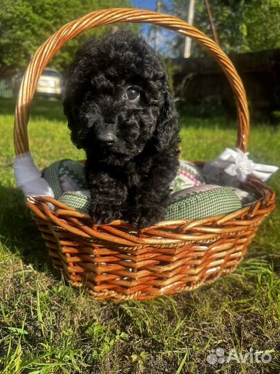 Миниатюрный пудель щенки