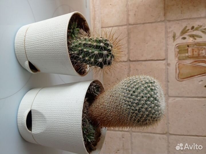 Кактусы и суккуленты