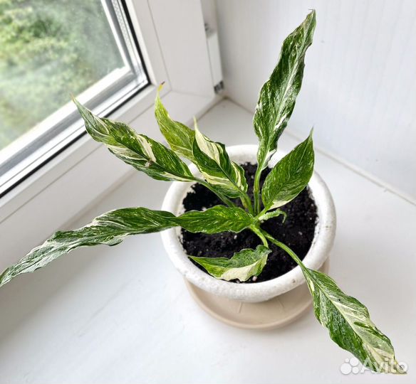 Спатифиллум Домино Пестролистный