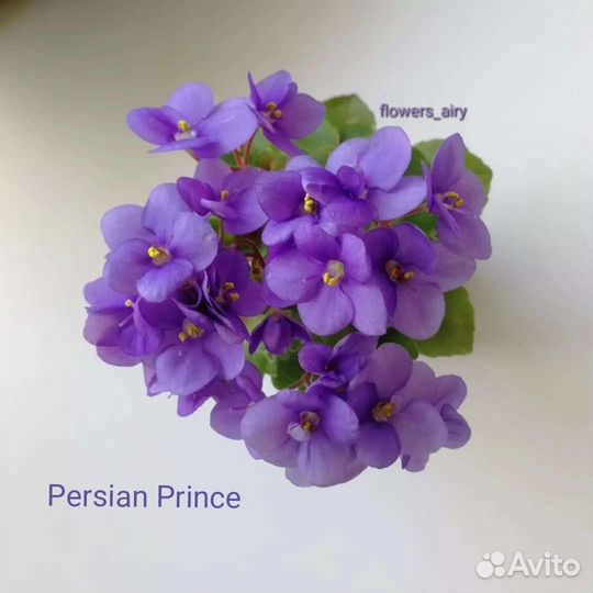 Фиалки. Черенок с деткой