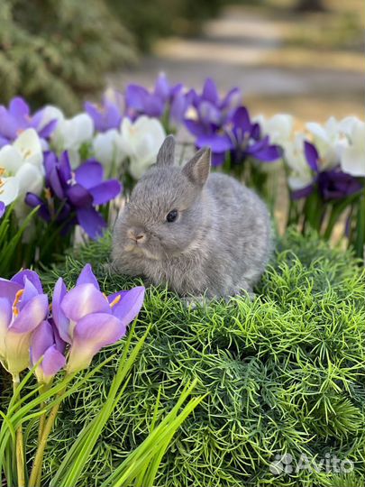 Кролик мини