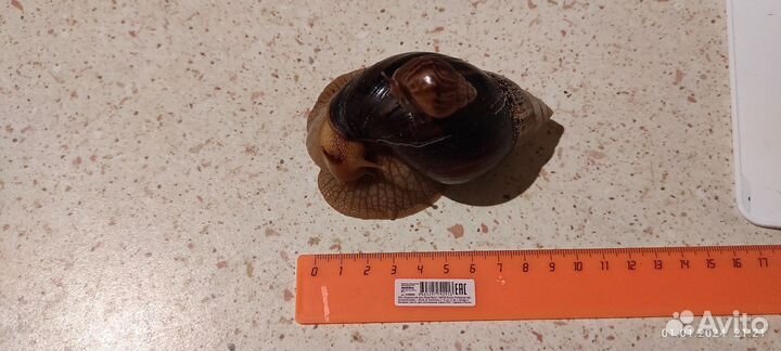 Улитка Ахатина