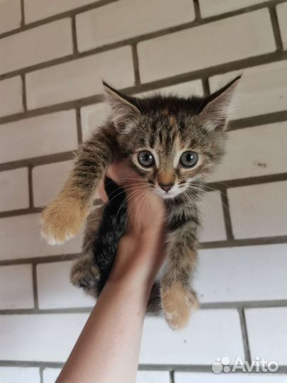 Полосатый котёнок, девочка, в добрые руки