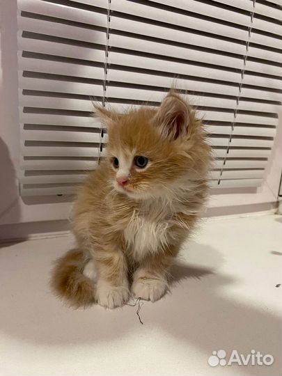 Котята